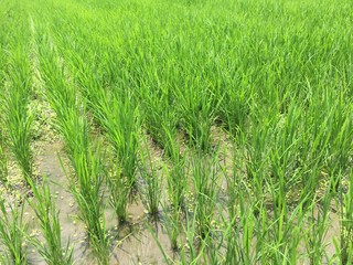 Paddy field with young rice plants