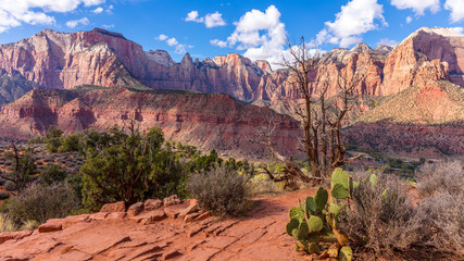 Dry trees on rock slopes. Amazing mountain landscape. The rays of the sun illuminate the canyon.  The breathtaking views of the valley. Zion National Park, Utah, USA