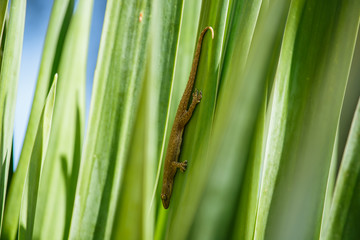 Gecko lizard on green leaf