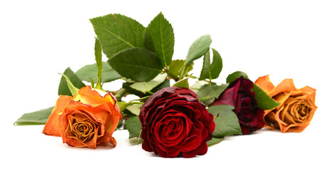 Naklejka premium Close-up of dark red rose flower with three other blooms
