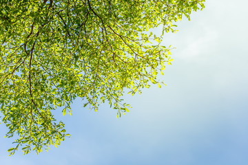 Green leaf close up background