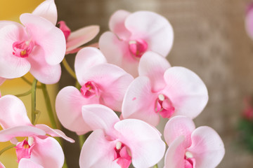Fototapeta na wymiar close up beautiful white nature orchid flower