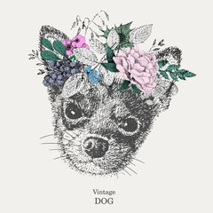 Chihuahua. vector. drawing pen. dog in a wreath of flowers