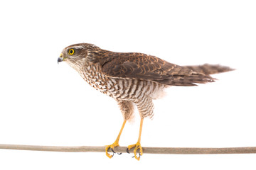 falcon