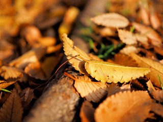 木の根に落ちた枯れ葉