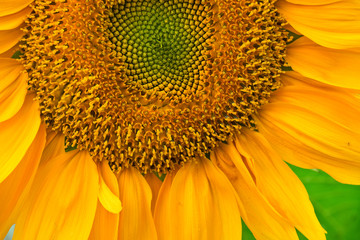 Flower of sunflower with complex pattern ofstamens close-up shot