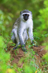 Wet Vervet monkey resting on a termite mount just after refreshing rain in Kruger Park. Chlorocebus pygerythrus
