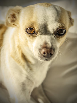 Image result for when will a canine deliver - When Will A Canine Deliver