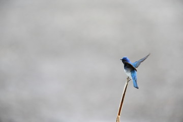 オオルリ、スズメ目、ヒタキ科、オオルリ属