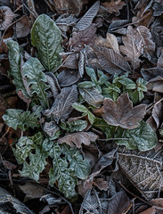 Winter morning frost covered ground leaves background texture