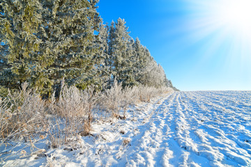 Winter natural background. Fir-trees in hoarfrost and snow-cover