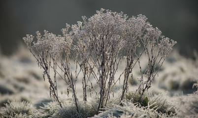 Frost covered bush landscape during early winter morning