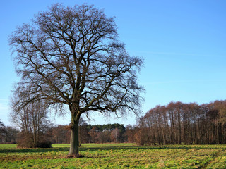 Obraz premium Solitär auf der Wiese im Spätherbst