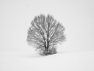 lonely tree (339)
