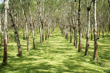 Rubber plantation lifes, Rubber plantation Background, Rubber trees in Thailand.(green background)