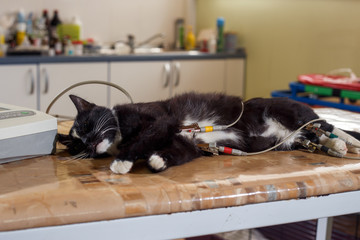 cat test on animal hospital