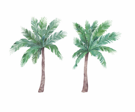 Watercolor isolated palm tree