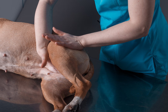 Dog Massage Pampered 