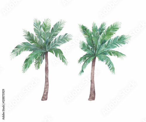 "Watercolor isolated palm tree" Stock photo and royalty-free images on