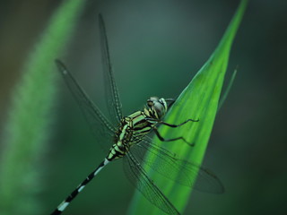 Green dragonfly on leaf.