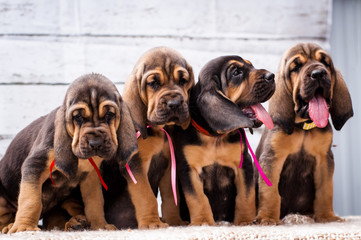 Beautiful puppies Bloodhound on a light background - obrazy, fototapety, plakaty