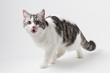 Scottish Straight cat bi-color, spotted, staying four legs against white background, 6 months old. 