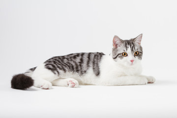 Scottish Straight cat bi-color, spotted, sitting against white background, 6 months old.