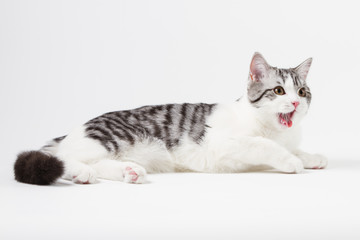 Scottish Straight cat bi-color, spotted, sitting against white background, 6 months old.