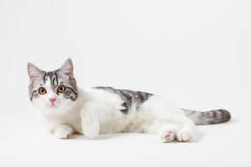 Scottish Straight cat bi-color, spotted, sitting against white background, 6 months old.