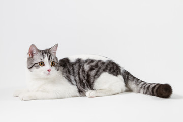 Scottish Straight cat bi-color, spotted, sitting against white background, 6 months old.