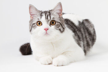 Fototapeta na wymiar Scottish Straight cat bi-color, spotted, sitting against white background, 6 months old.