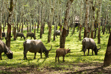 Naklejka na ściany i meble Buffalo in rubber plantation,rubber plantation lifes, Rubber plantation Background, Rubber trees in Thailand.(green background), Buffalo crowd