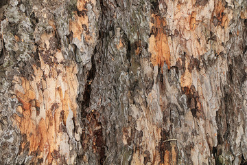 The texture of the bark of a tree in a natural environment.