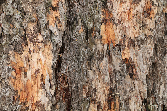 The texture of the bark of a tree in a natural environment.