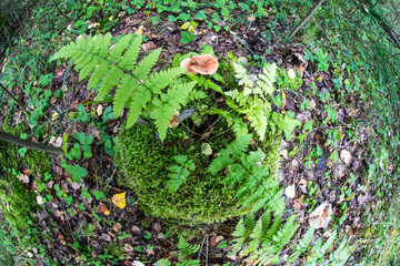 Stump, overgrown with moss and ferns. View from the top.