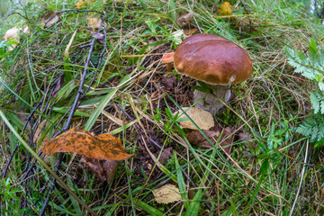 Porcini in the grass.