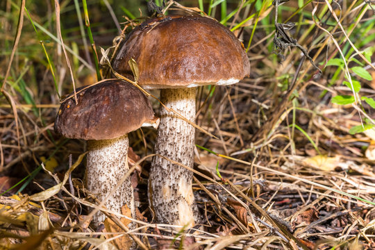 Mushrooms in the grass. Boletus. Leccinum.