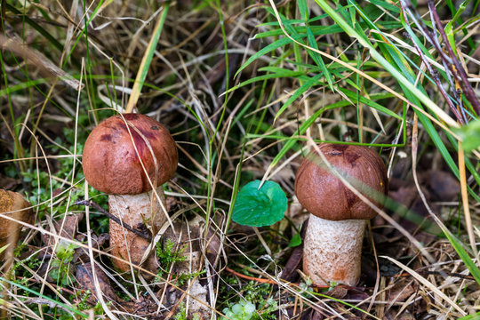 Two red-capped scaber stalk (Leccinum aurantiacum) in the grass.