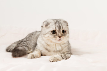Fototapeta na wymiar Portrait of scottish fold cat lying on a bed.