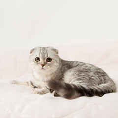 Portrait of scottish fold cat lying on a bed.