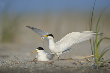 Courting Least Terns