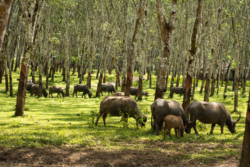 Naklejka na ściany i meble Buffalo in rubber plantation,rubber plantation lifes, Rubber plantation Background, Rubber trees in Thailand.(green background), Buffalo crowd