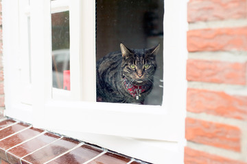 Young tabby cat looking through kitchen window.