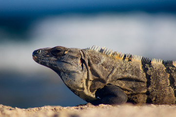 Iguana in Mexico near a Caribbean sea