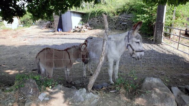 Donkey and baby donkey in the stable