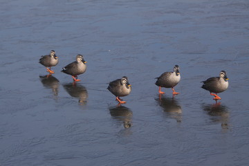 鴨の氷上行進2