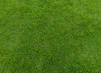 Fototapeta premium green grass pattern from golf course at sunset tim