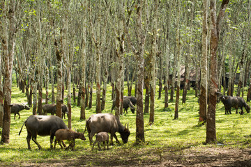 Buffalo in rubber plantation,rubber plantation lifes, Rubber plantation Background, Rubber trees in Thailand.(green background), Buffalo crowd
