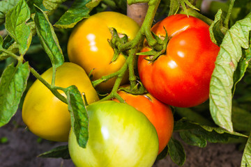 fresh ripe and immature tomatoes