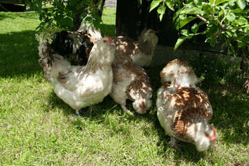 Chicken